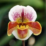 Paphiopedilum Barbarossa