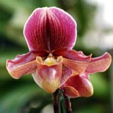 Paphiopedilum Battle of Egypt 'Alpha'