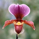 Paphiopedilum Chanticleer