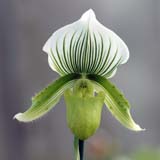 Paphiopedilum Clair de Lune 'Edgard van Belle'