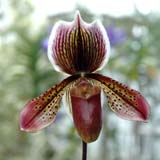 Paphiopedilum Colbert