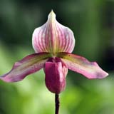 Paphiopedilum Darling 'Marina'