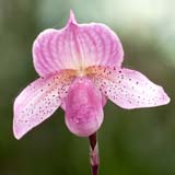 Paphiopedilum Darling 'Patrick' AM/RHS