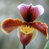 Paphiopedilum Daniell