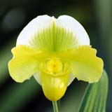 Paphiopedilum Dramatic