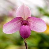 Paphiopedilum Eden 'Lescoufle' AM/RHS