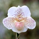 Paphiopedilum Freckles 'Jasper Glow'