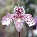 Paphiopedilum French Cancan 'Micheline'