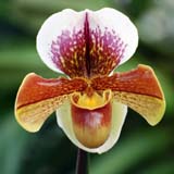 Paphiopedilum Gitana