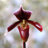 Paphiopedilum Harrisianum G.S Ball