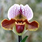 Paphiopedilum John Dovan 'The Friar'