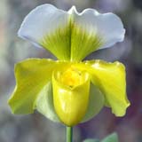 Paphiopedilum King of Sweden