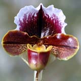 Paphiopedilum Lematana