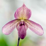 Paphiopedilum Mme Martinet 'Catherine'