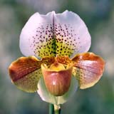 Paphiopedilum Marly