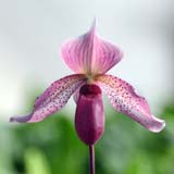 Paphiopedilum Maud de Valec 'Philippe Lecoufle'