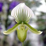 Paphiopedilum Maudiae Magnificum