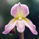 Paphiopedilum Prinses Beatrix