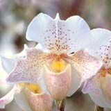 Paphiopedilum Rosy Dawn