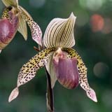 Paphiopedilum W.R_Lee_'Lord_Derby'