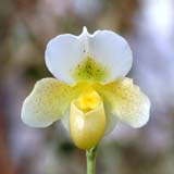 Paphiopedilum White Moor 'Norriton'