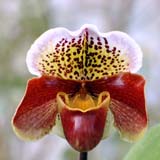 Paphiopedilum Winston Churchill "Indomitable'