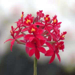 Epidendrum Ballerina 'Fireball' - Orchidées Vacherot & Lecoufle