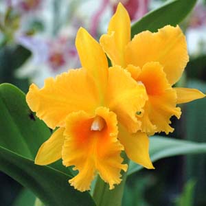 Cattleya Hwa_Yuan_Gold - Orchidées Vacherot & Lecoufle