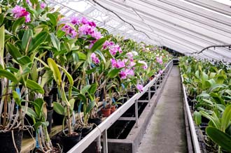 Collection d'orchidées Cattleya - Orchidées Vacherot et Lecoufle