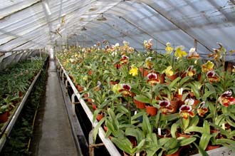 Collection d'orchidées Paphiopedilum - Orchidées Vacherot et Lecoufle