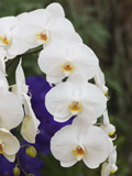 Phalaenopsis Domaine de Courson