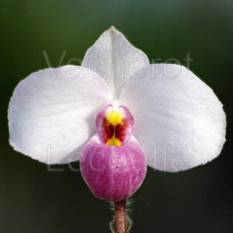Paphiopedilum delenatii
