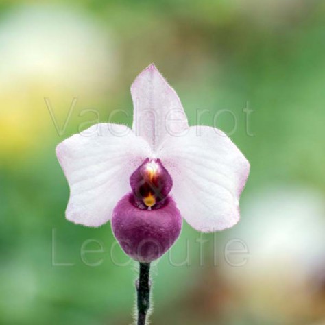 Paphiopedilum delenatii var. vinicolor