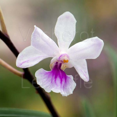 Holcoglossum amesianum (syn. Vanda amesiana)