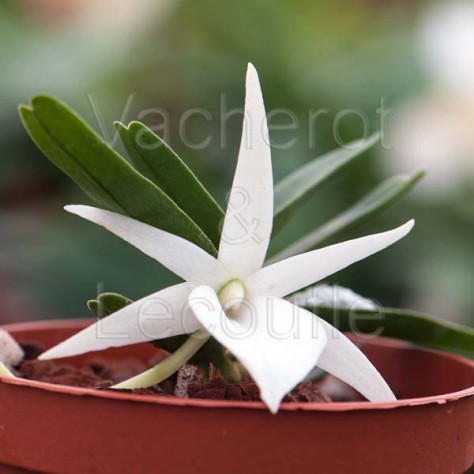 Angraecum didieri