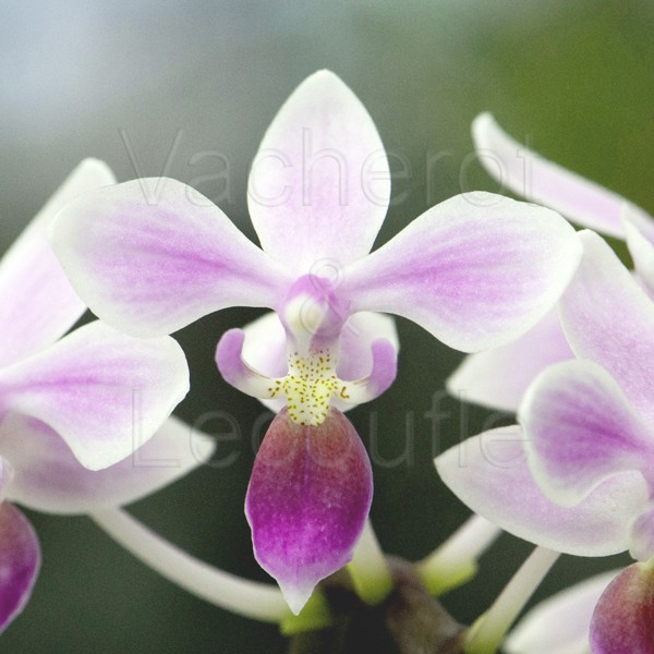 Phalaenopsis equestris