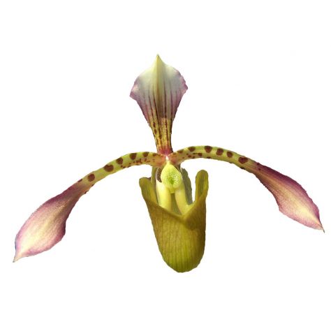 Paphiopedilum haynaldianum