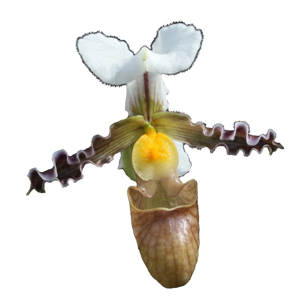 Paphiopedilum tranlienianum
