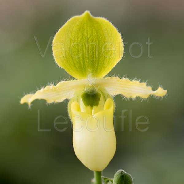 Paphiopedilum primulinum