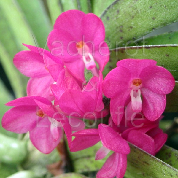 Ascocentrum ampullaceum