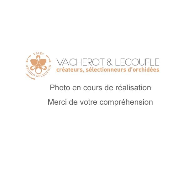 Paphiopedilum Belle Luxe