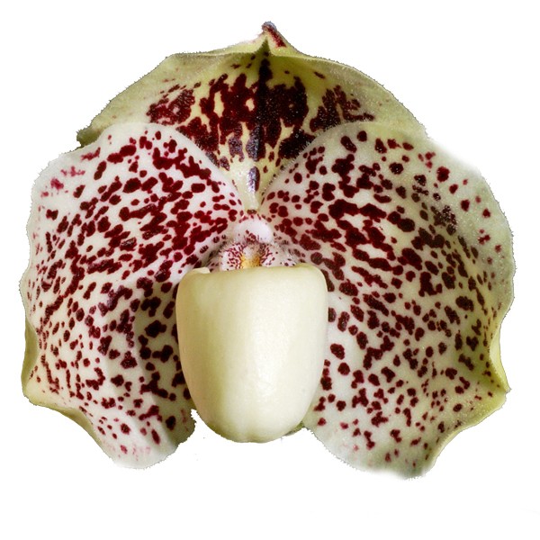 Paphiopedilum godefroyae