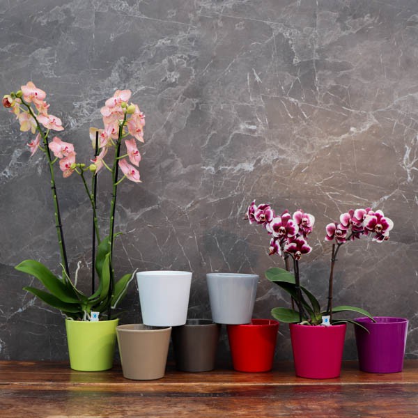 Cache-pot orchidée "Philippines" coloré ø12 cm