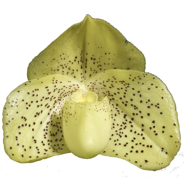 Paphiopedilum wenshanense