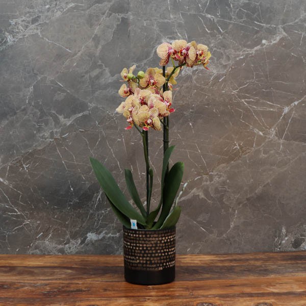 Cache-pot orchidée céramique Madagascar diam. 10cm
