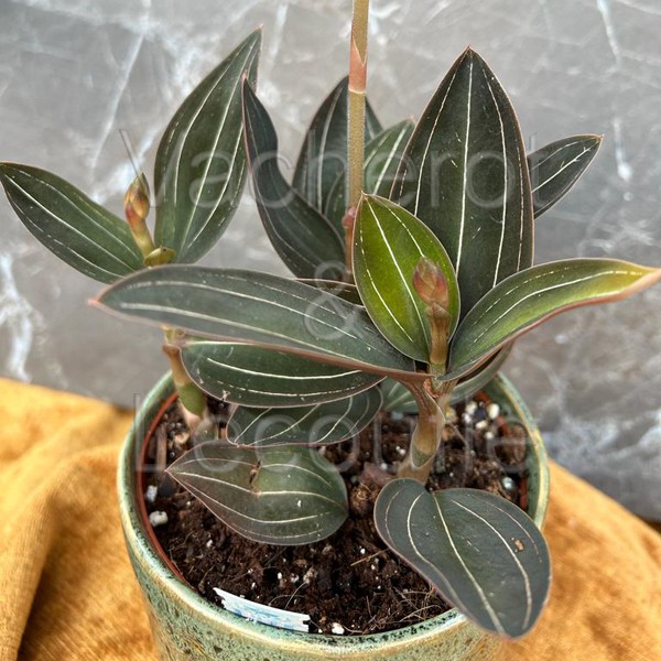 Ludisia discolor (orchidée bijou)