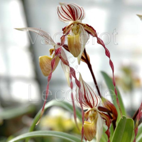 Paphiopedilum philippinense