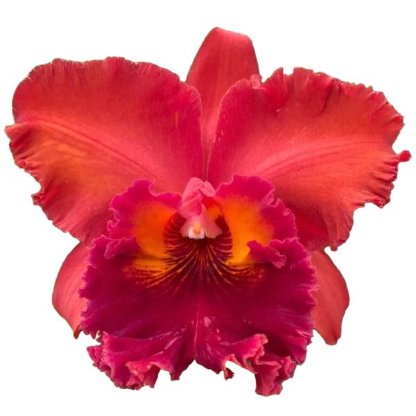 Cattleya Nakornchaisri Red (Rlc.)