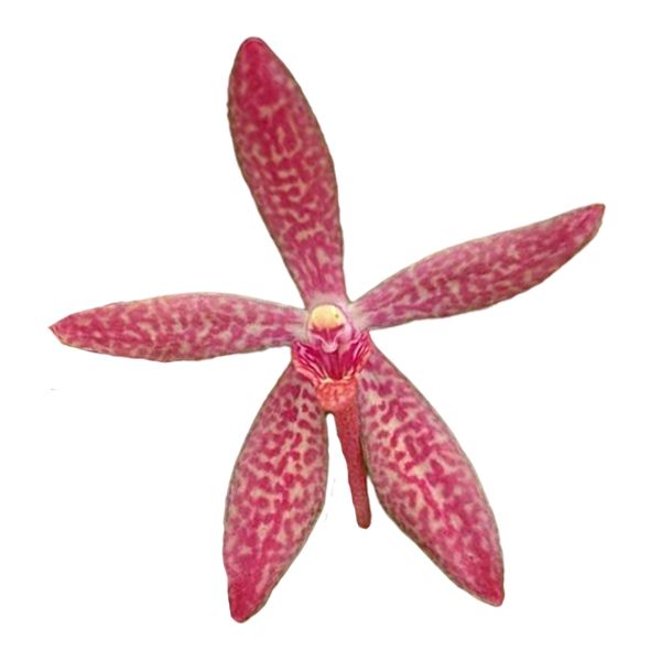 Renantanda Maui's Mini Freckles 'Splash'