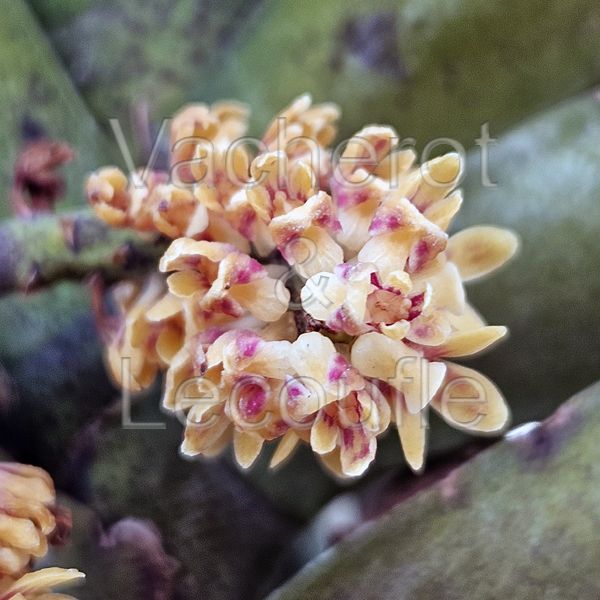 Pomatocalpa spicatum